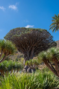 Drago Milenario, Tenerife adasındaki Icod de los Vinos 'ta bir Kanarya ejderha ağacı.