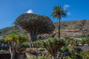 Drago Milenario, Tenerife adasındaki Icod de los Vinos 'ta bir Kanarya ejderha ağacı.
