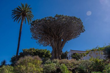 Drago Milenario, Tenerife adasındaki Icod de los Vinos 'ta bir Kanarya ejderha ağacı.