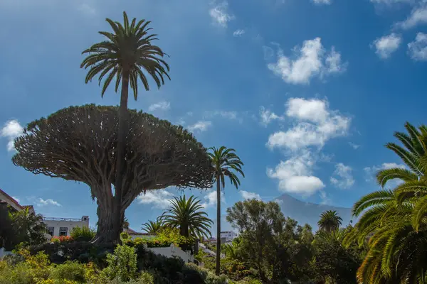 Drago Milenario, Tenerife adasındaki Icod de los Vinos 'ta bir Kanarya ejderha ağacı.