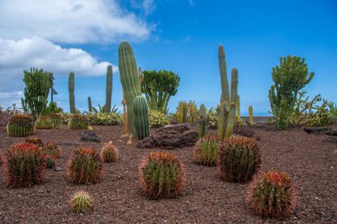 Tenerife 'deki bir parkta farklı türde kaktüsler.