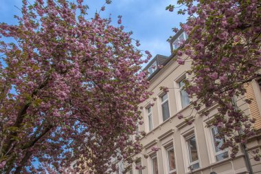Bonn 'daki bir evin önünde pembe kiraz çiçekleri açıyor.