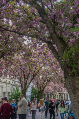 Bonn, Almanya 7 Nisan 2024, Bonn 'un eski kasabasında birçok ziyaretçi pembe kiraz çiçeklerine bakar.