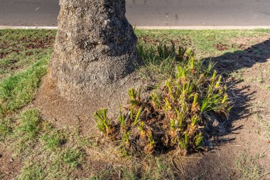 Kurumuş bir ağacın dibinde büyüyen yeni palmiye emicilerine palmiye yavruları denir.