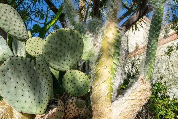 prickly pear cactus beside a snow prickly pear cactus (Opuntia erinacea ursine) which is covered with hair like fibers