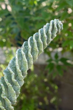 close up view of a Twisted Cactus, cereus forbesii spiralis clipart