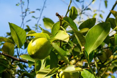 looking up at a Meyer Lemon, Citrus meyeri, ripening on a tree outdoors