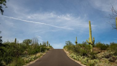 Saguaro Ulusal Parkı 'nın doğusunda çöl manzarası ve Saguaro kaktüsü ya da Carnegiea dev çayı olan bir yol.