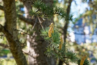 Mavi bir Atlas Cedar ya da Cedrus Atlantica glauca konisi seçilmiş odak noktasında biraz polen dökülmesi ile