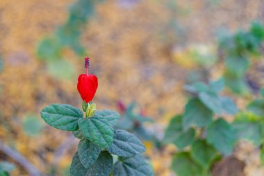 selective focus on the flower and leaves of a Turks Cap or Malvaviscus drummondii also called Malvaviscus arboreus. clipart