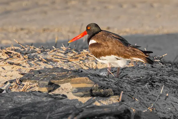 Amerikan istiridye avcısının, Haematopus palliatus 'un üzerinde gün doğumunda altın sabah ışığı. Yumurtalı kuş ve yuva.