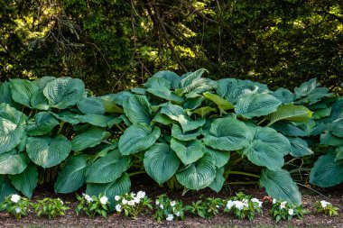 Büyük yaprak hosta, bazen Funkia olarak da bilinir, ağaçlık bir alanın kenarındaki bitkiler. Ev sahipleri rizmelerden büyür, bitkinin yeraltı kökleri yatay olarak büyür..
