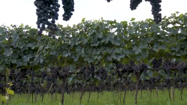 Des Grappes Raisins Cuve Prêtes Vendange Sur Vigne Dans Vignoble — Video