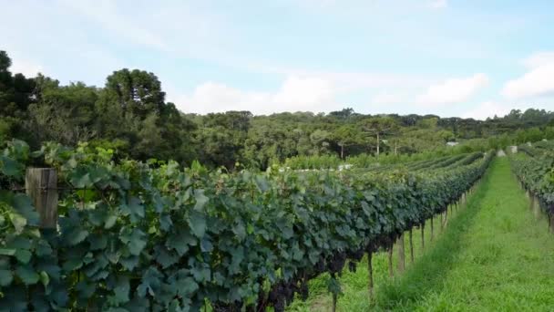 ブドウ畑でブドウの収穫の準備ができているワインのブドウのバンチ — ストック動画