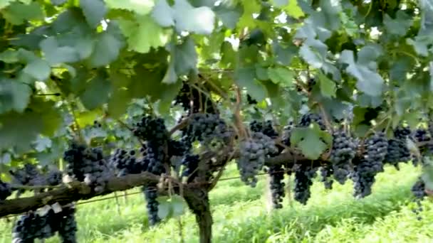在葡萄园里 一丛束葡萄准备在葡萄藤上采摘 — 图库视频影像