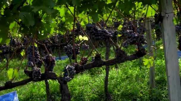 在葡萄园里 一丛束葡萄准备在葡萄藤上采摘 — 图库视频影像