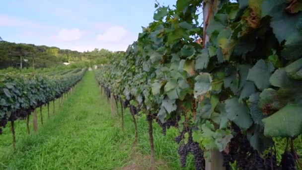 Racimos Uvas Vino Listos Para Cosecha Vid Viñedo — Vídeo de stock