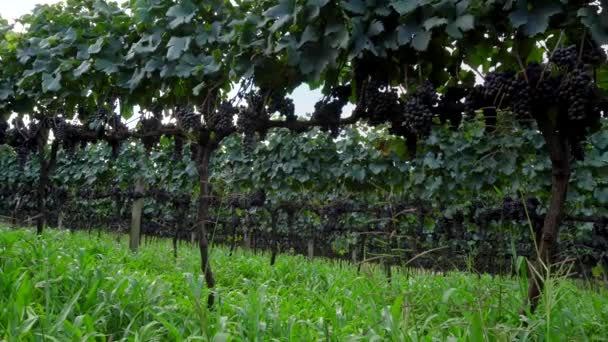 포도원에서 포도나무에 수확을 준비된 포도주 덩어리 — 비디오