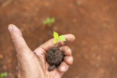 Küçük biber tohumu, ev bahçesi, sürdürülebilirlik kavramı, ekoloji ve sağlıklı yaşam.