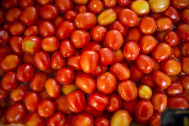 Domates sosu üretmek için yıkanan organik domatesler.