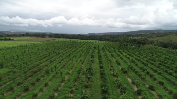 Luftaufnahme Aus Der Agroforstwirtschaft Mit Eukalyptus Limette Mandarine Maniok Mango — Stockvideo