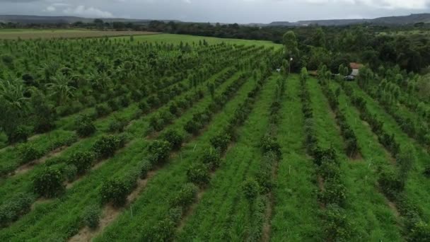 Vista Aérea Desde Sistema Agroforestal Con Eucalipto Lima Mandarina Mandioca — Vídeos de Stock