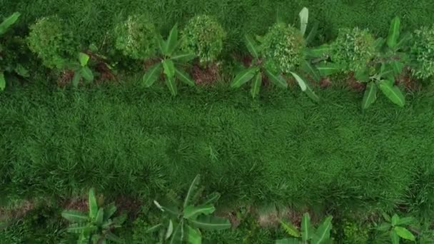 Vista Aérea Sistema Agroflorestal Com Eucalipto Cal Tangerina Mandioca Manga — Vídeo de Stock