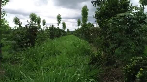 Vue Aérienne Système Agroforestier Avec Eucalyptus Tilleul Mandarine Manioc Mangue — Video