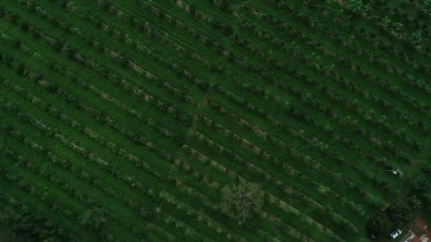 ユーカリ ライム マンダリン カッサバ マンゴー バナナを備えた農林システムからの空中ビュー — ストック動画
