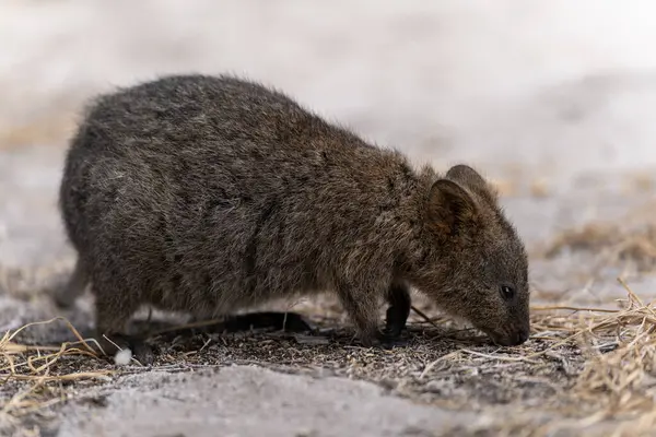 Batı Avustralya 'daki Rottnest Adası' nda Quokka.