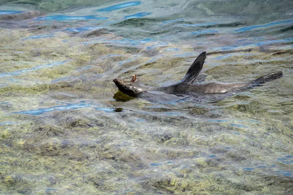 오스트레일리아 로트네스트 Rottnest Island 주변의 물에서 냉각되는 야생의 — 스톡 사진