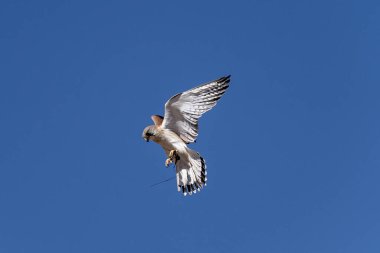 Avustralya kahverengi şahini uçuyor. Alice Springs Çöl Parkı.