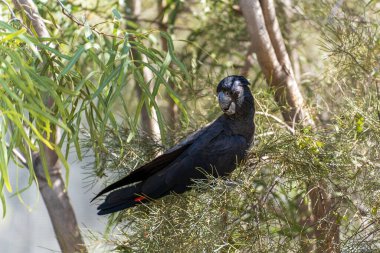 Bir ağaca tünemiş siyah papağan. Orta Avustralya.