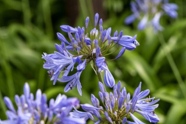 Güney Avustralya Adelaide 'de Afrika zambağı çiçek açtı.