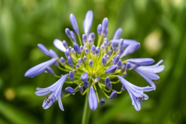 Güney Avustralya Adelaide 'de Afrika zambağı çiçek açtı.