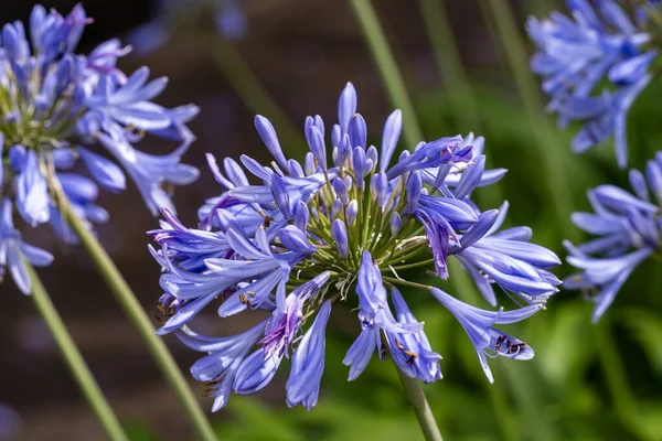 Güney Avustralya Adelaide 'de Afrika zambağı çiçek açtı.