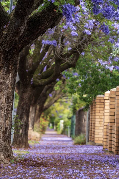Güney Avustralya Adelaide 'de Jacaranda çiçek açtı.