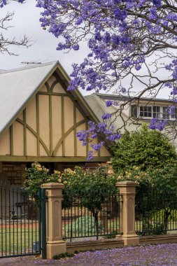 Güney Avustralya Adelaide 'de Jacaranda çiçek açtı.