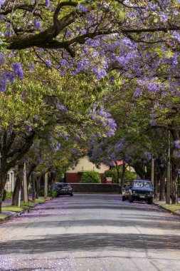 Güney Avustralya Adelaide 'de Jacaranda çiçek açtı.