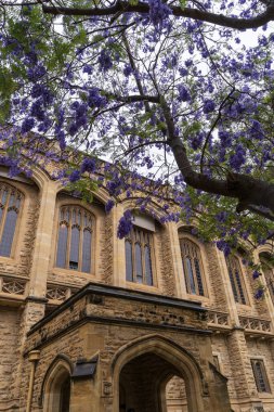 ADELAIDE, SA AUSTRALIA - 23 NOV 2023: Güney Avustralya Adelaide Üniversitesi 'ndeki Goodman Crescent Lawns.