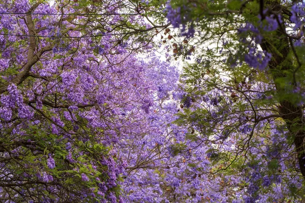 Güney Avustralya Adelaide 'de Jacaranda çiçek açtı.