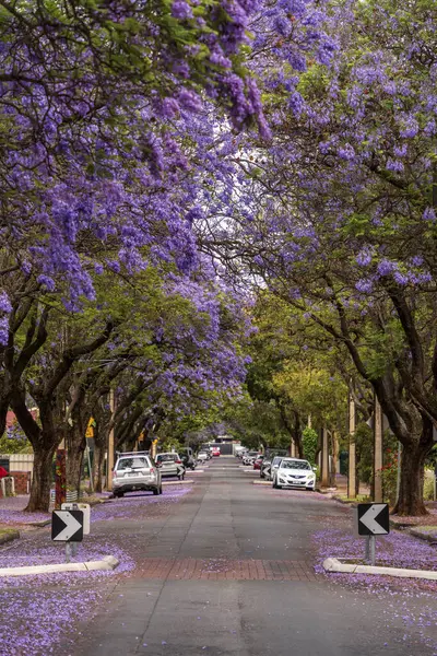 Güney Avustralya Adelaide 'de Jacaranda çiçek açtı.