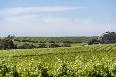 McLaren Vale, Güney Avustralya 'daki üzüm bağları