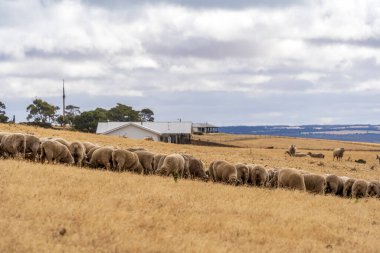 Koyunlar tarlada otluyor. Penneshaw, Kanguru Adası, Güney Avustralya.