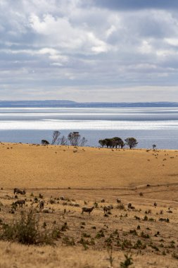Güney Avustralya, Kanguru Adası 'nda geniş bir manzara.