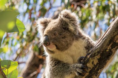 Ağaçta yabani koala. Hanson Körfezi, Kanguru Adası, Güney Avustralya.