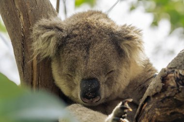 Vahşi koala ağaçta uyuyor. Hanson Körfezi, Kanguru Adası, Güney Avustralya.