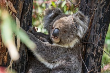 Ağaçta yabani koala. Hanson Körfezi, Kanguru Adası, Güney Avustralya.