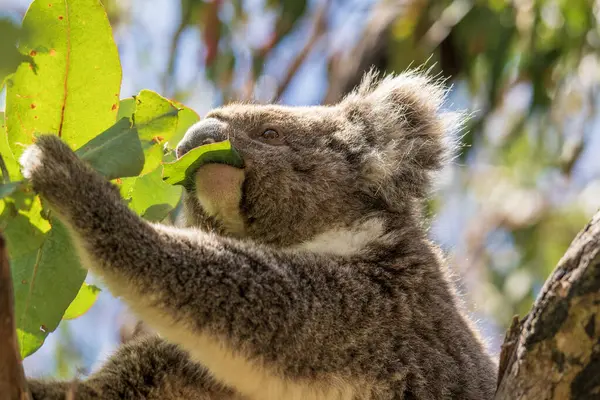 stock image Koala eating leaves in the wild. Hanson Bay, Kangaroo Island, South Australia.