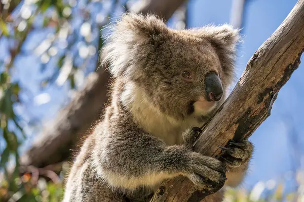 Stock image Wild koala on the tree. Hanson Bay, Kangaroo Island, South Australia.